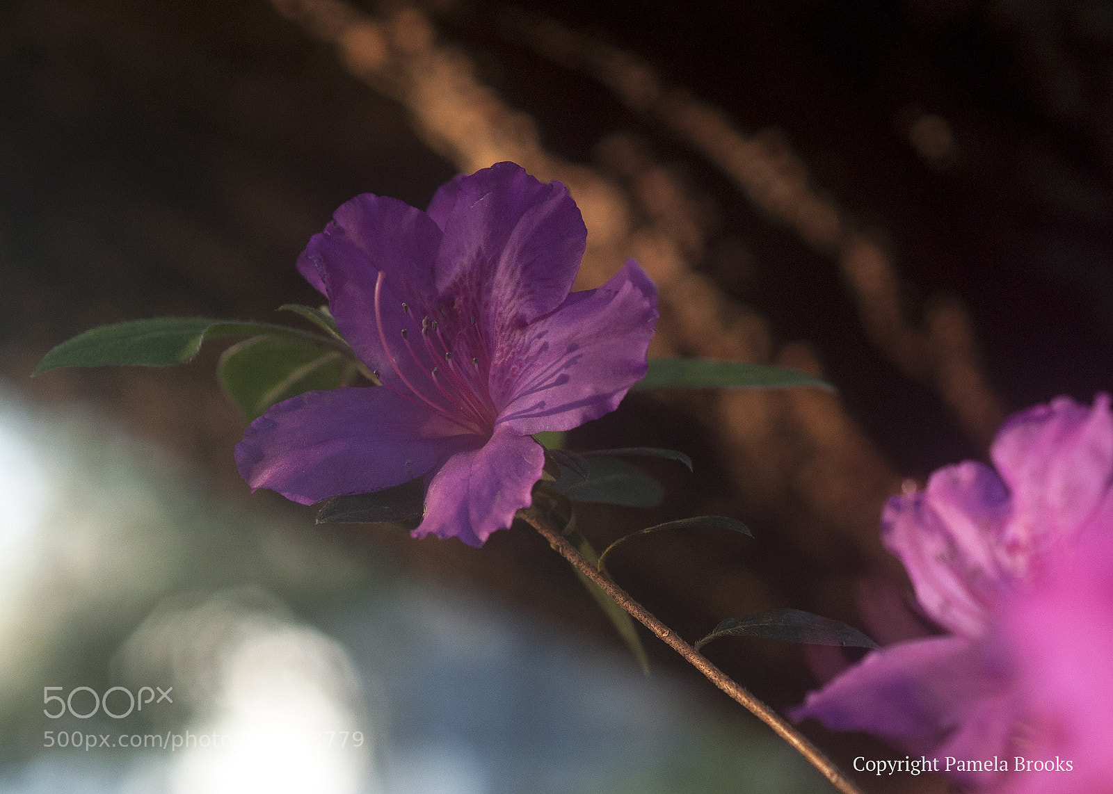 Nikon D90 sample photo. Pretty in pink photography