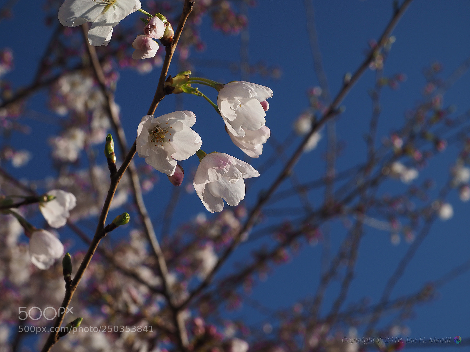 Olympus OM-D E-M1 sample photo. Cherry blossoms at university photography