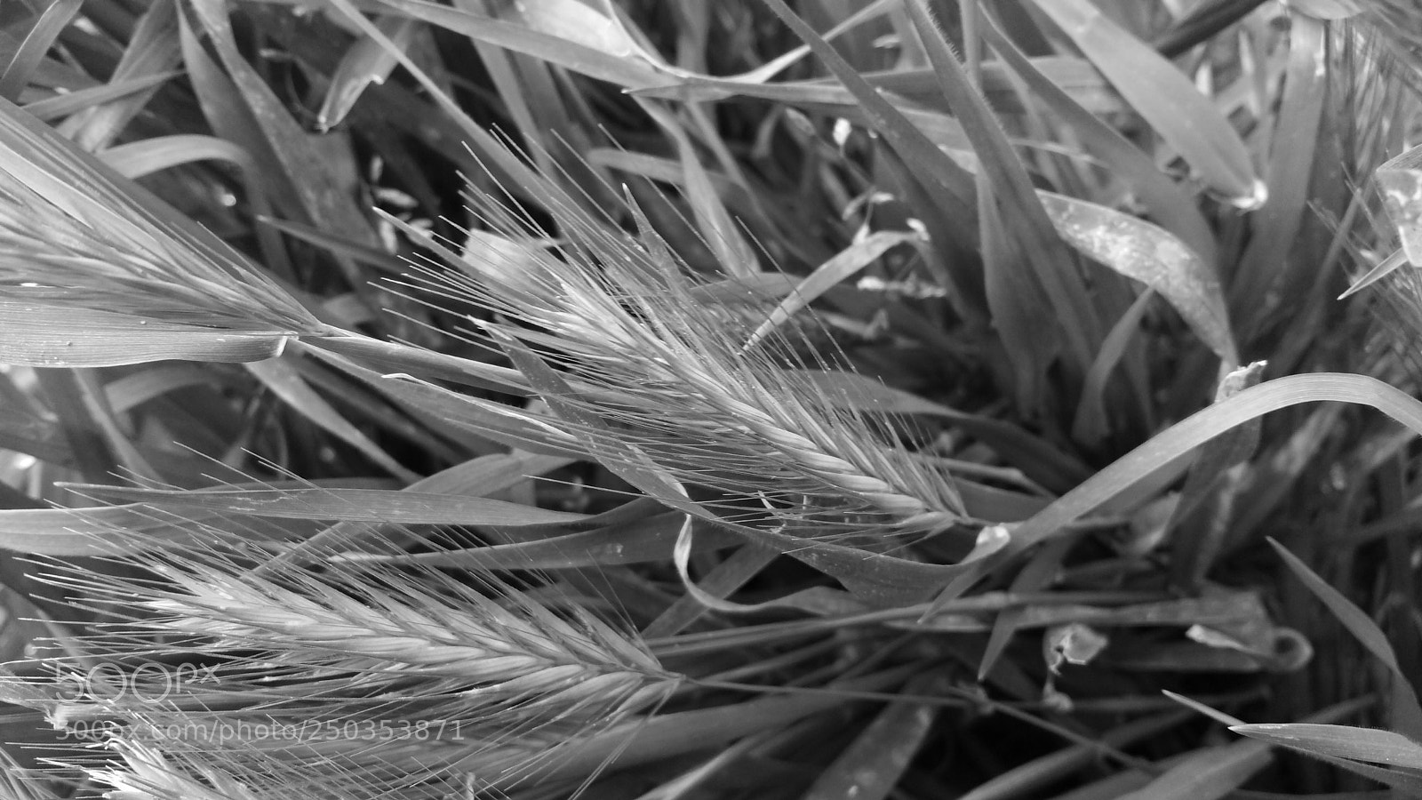 Samsung Galaxy Note4 sample photo. Foxtails in the wind photography