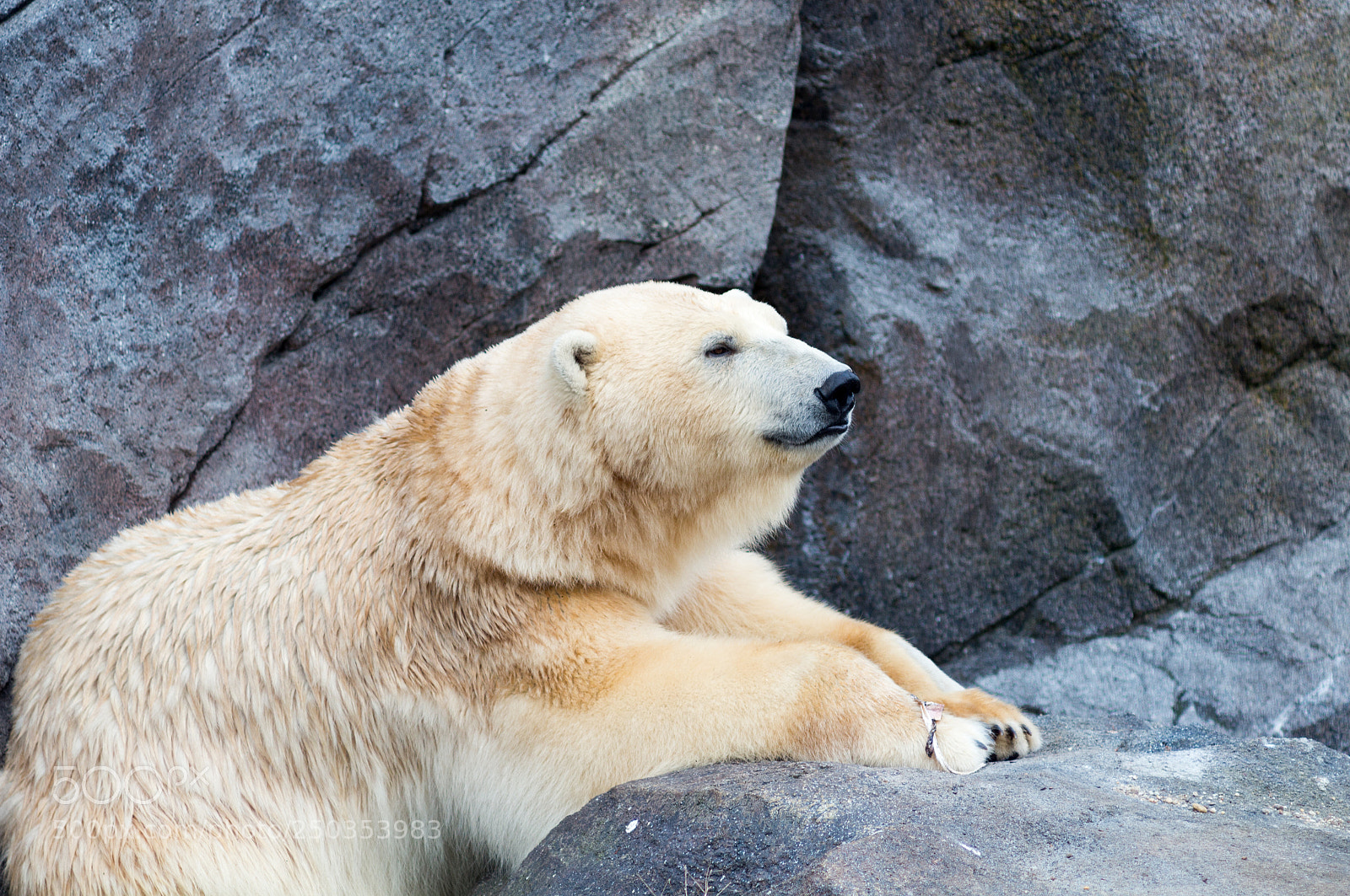 Canon EOS 100D (EOS Rebel SL1 / EOS Kiss X7) sample photo. Chilled bear photography
