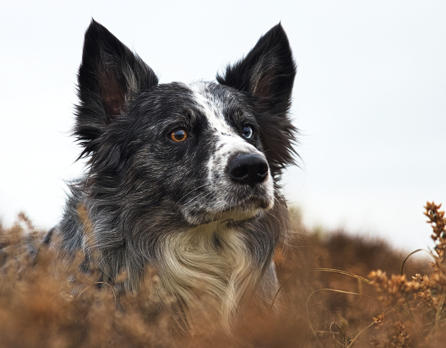 HD Pentax D FA 24-70mm F2.8 ED SDM WR sample photo. Faelan photography