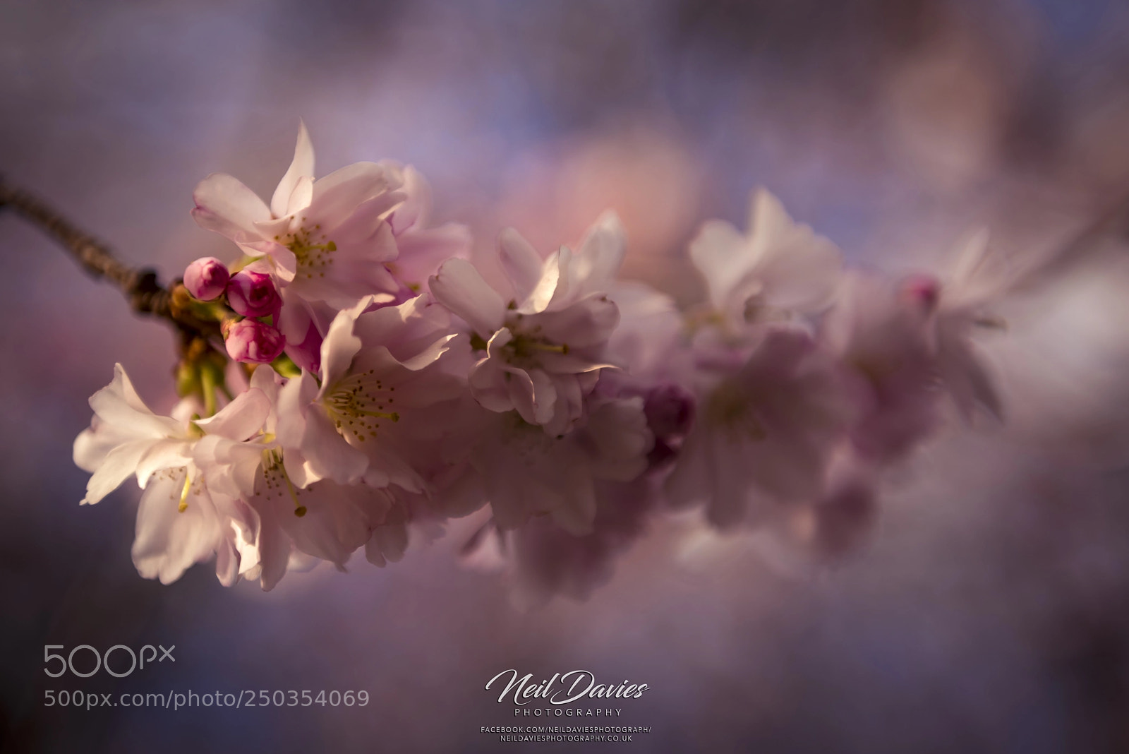 Nikon D810 sample photo. First blossom photography