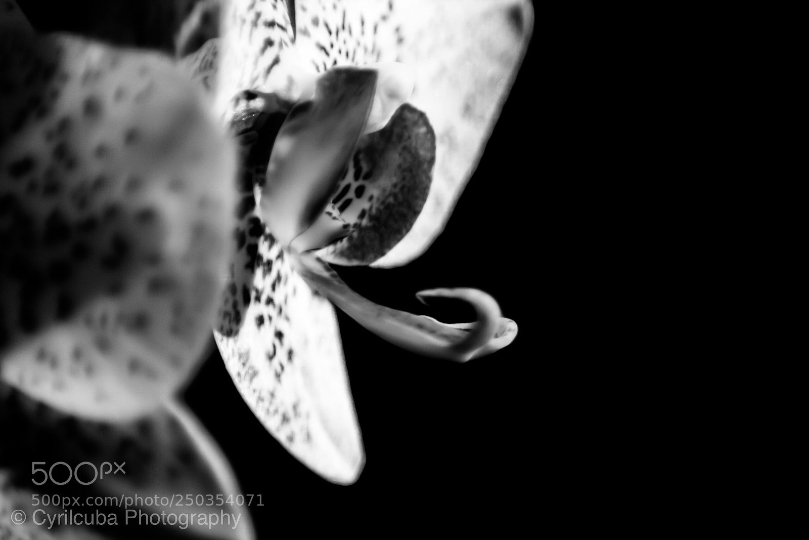 Nikon D5500 sample photo. Flower photography