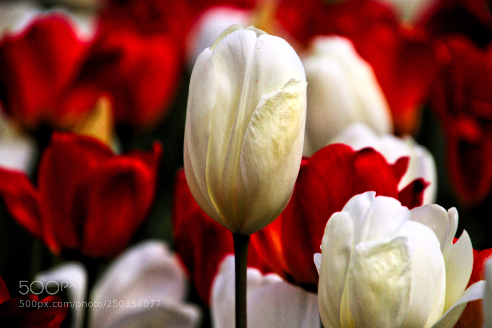 Canon EOS 77D (EOS 9000D / EOS 770D) sample photo. Spring has sprung photography