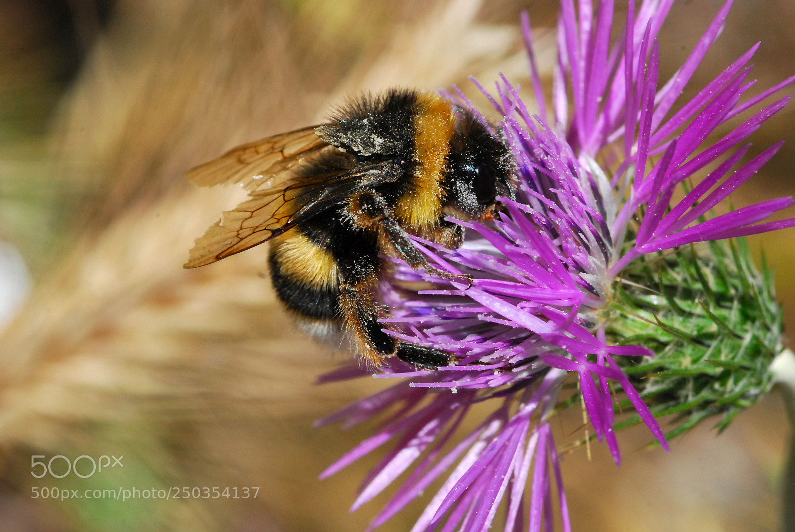 Nikon D80 sample photo. Abejorro (bumblebee) photography