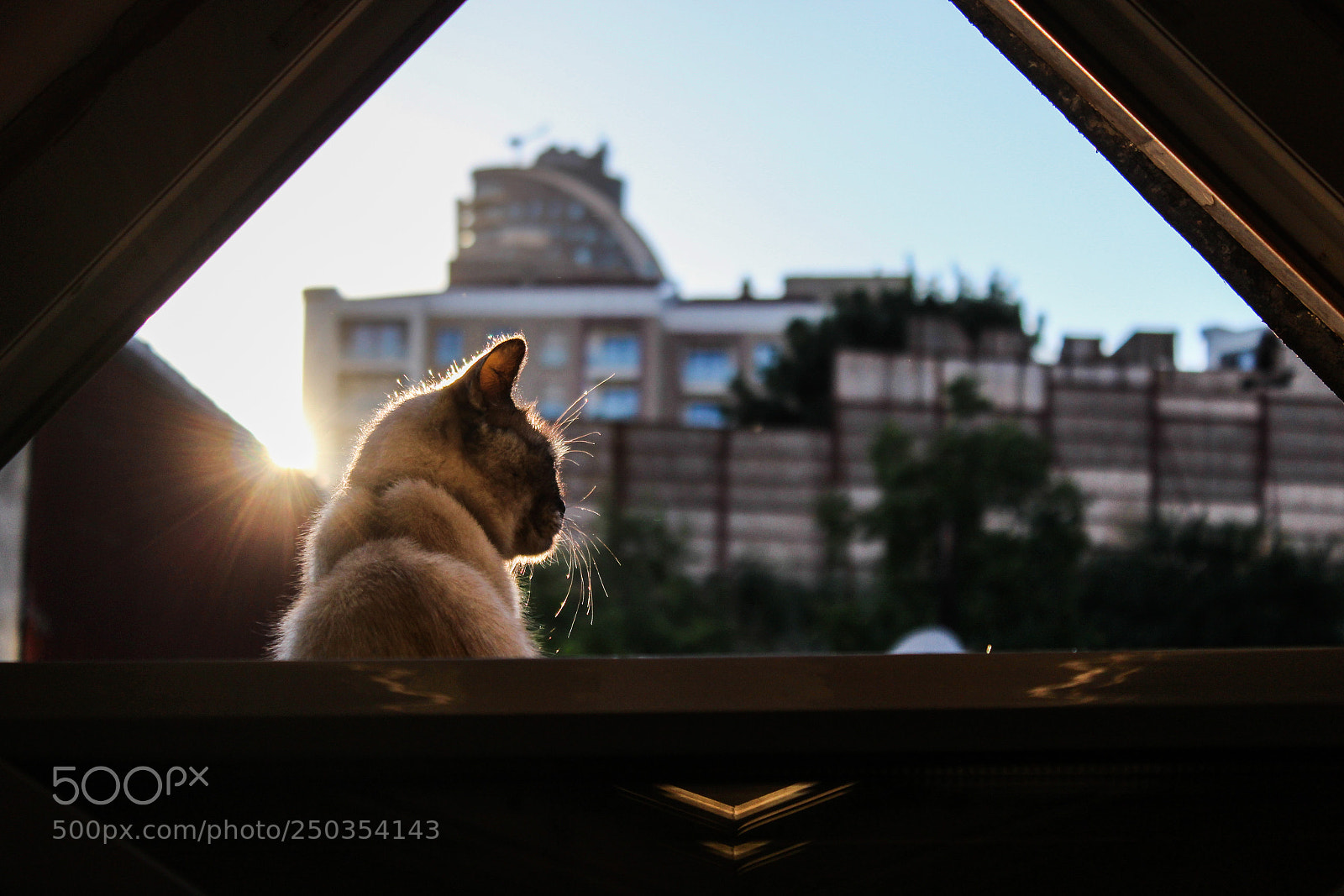 Canon EOS 100D (EOS Rebel SL1 / EOS Kiss X7) sample photo. The cat photography