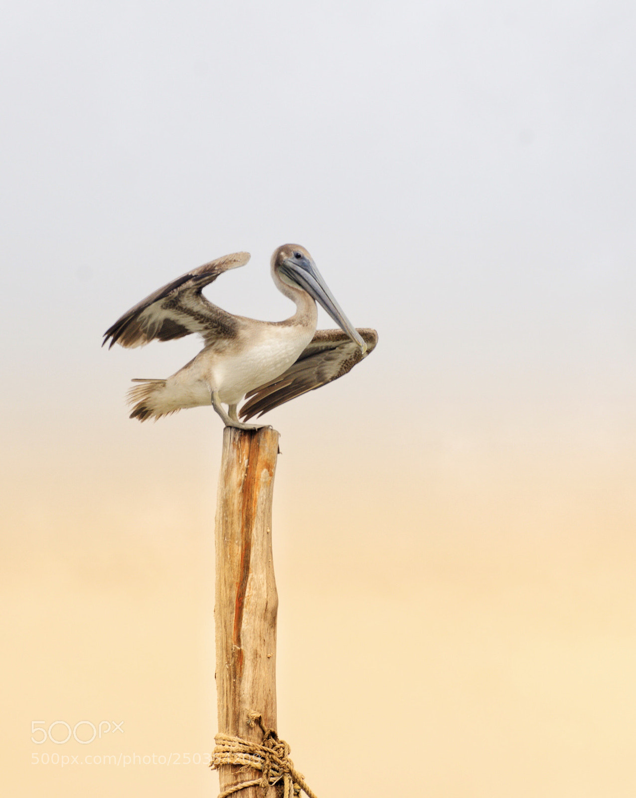 Nikon D7000 sample photo. The lonely pelican photography