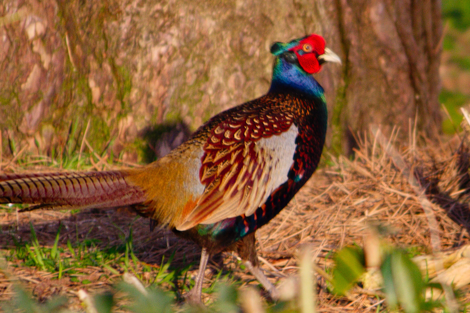 Canon EOS 7D + Canon EF-S 55-250mm F4-5.6 IS II sample photo. Pheasant photography