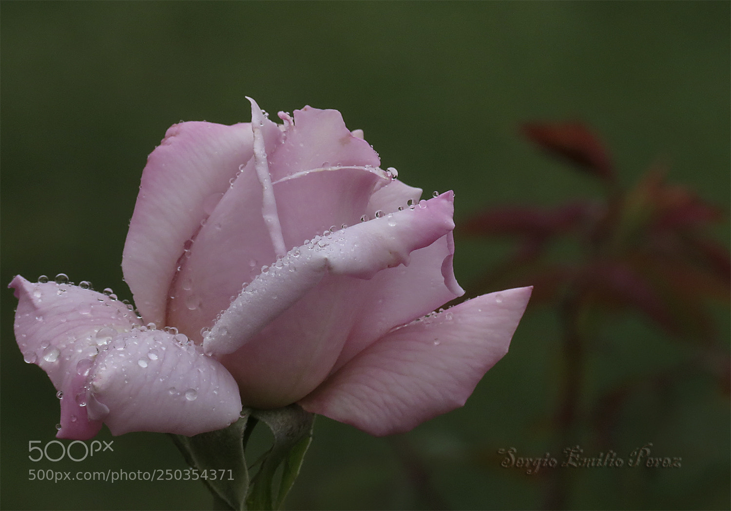 Canon PowerShot SX40 HS sample photo. Yo soy el que photography