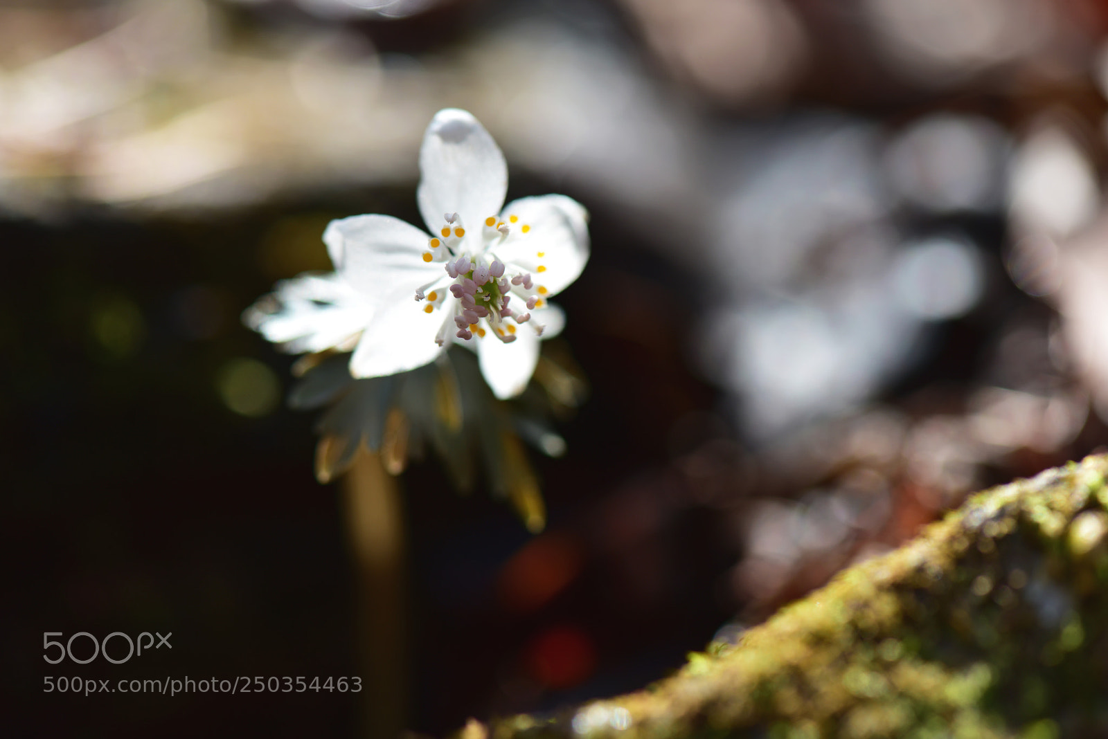 Nikon D810 sample photo. Untitled photography