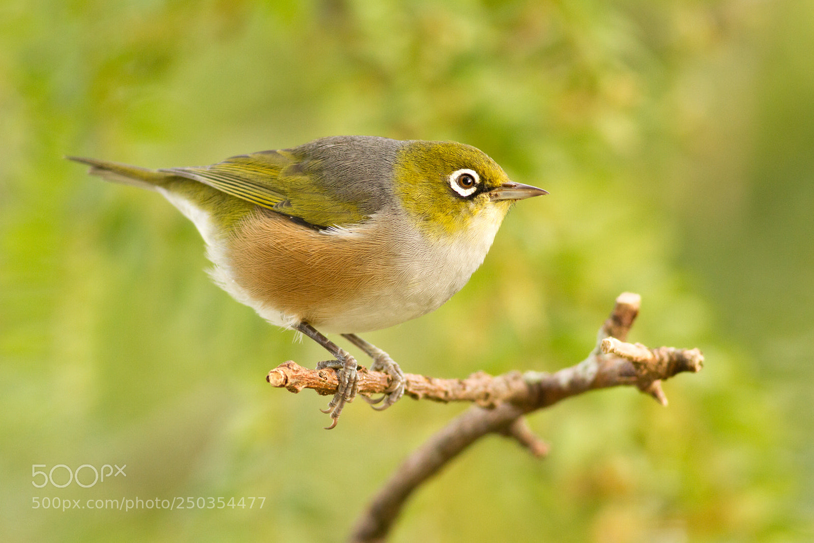 Canon EOS 7D sample photo. Backyard silvereye (6) photography