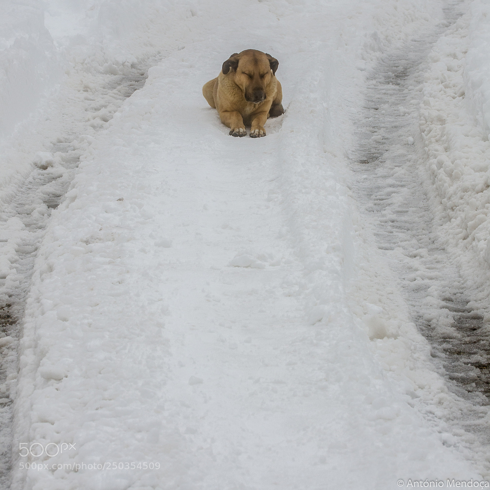 Nikon D7000 sample photo. Guardian dog photography