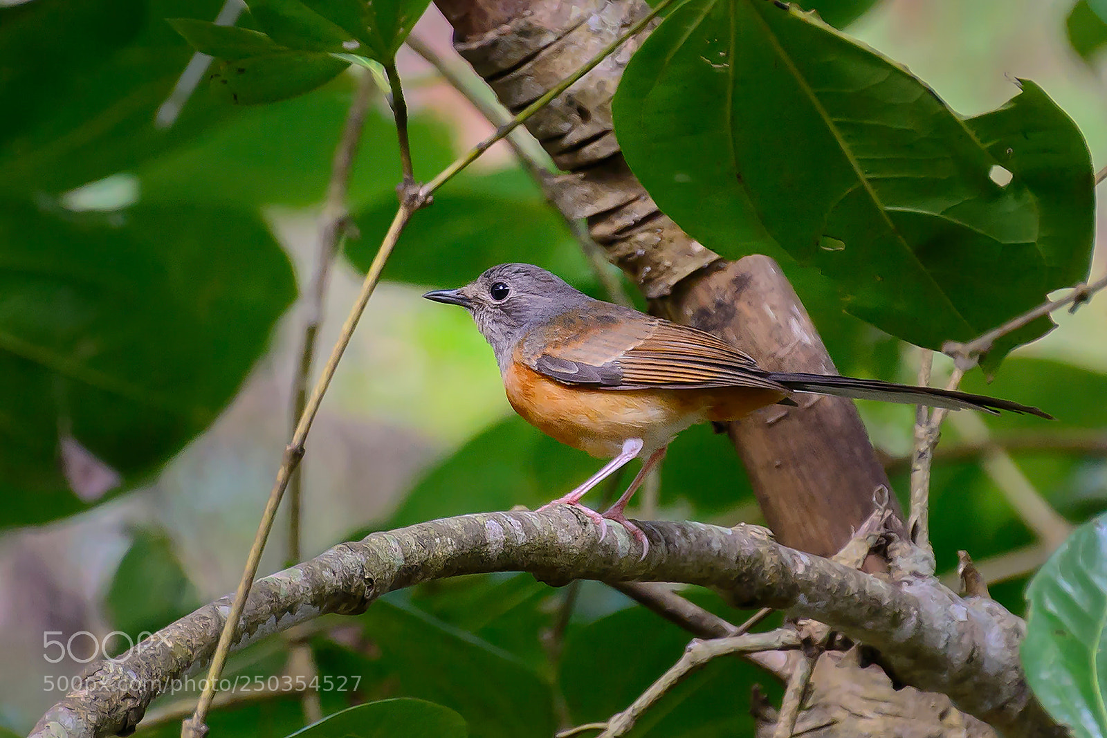 Nikon D7100 sample photo. White-rumped shama (female) photography