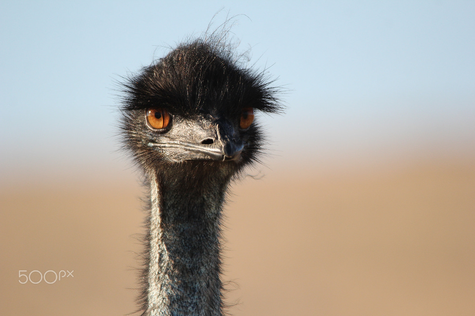 Canon EOS 60D + Sigma 150-500mm F5-6.3 DG OS HSM sample photo. Emu's bad hair day photography