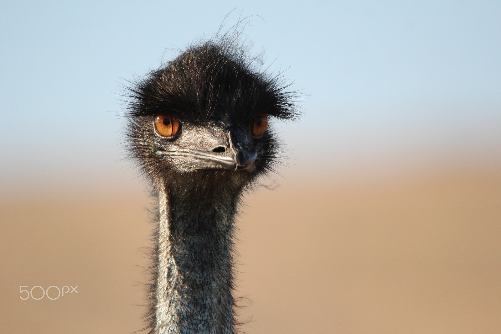 Sigma 150-500mm F5-6.3 DG OS HSM sample photo. Emu's bad hair day photography