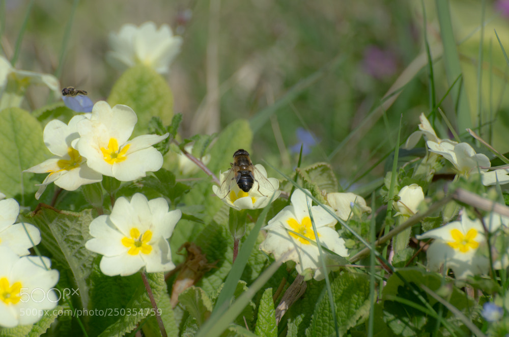 Nikon D7000 sample photo. Passerby photography