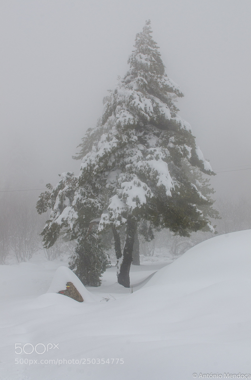 Nikon D7000 sample photo. Pine tree photography