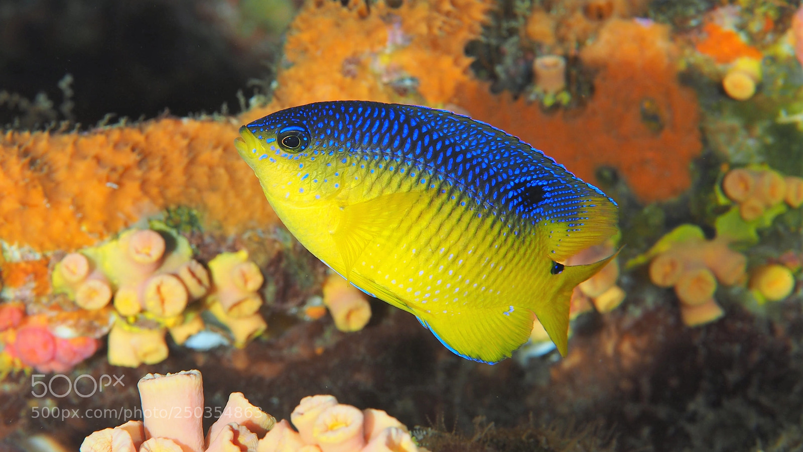 Olympus OM-D E-M1 sample photo. Beaugregory juvenile damselfish photography