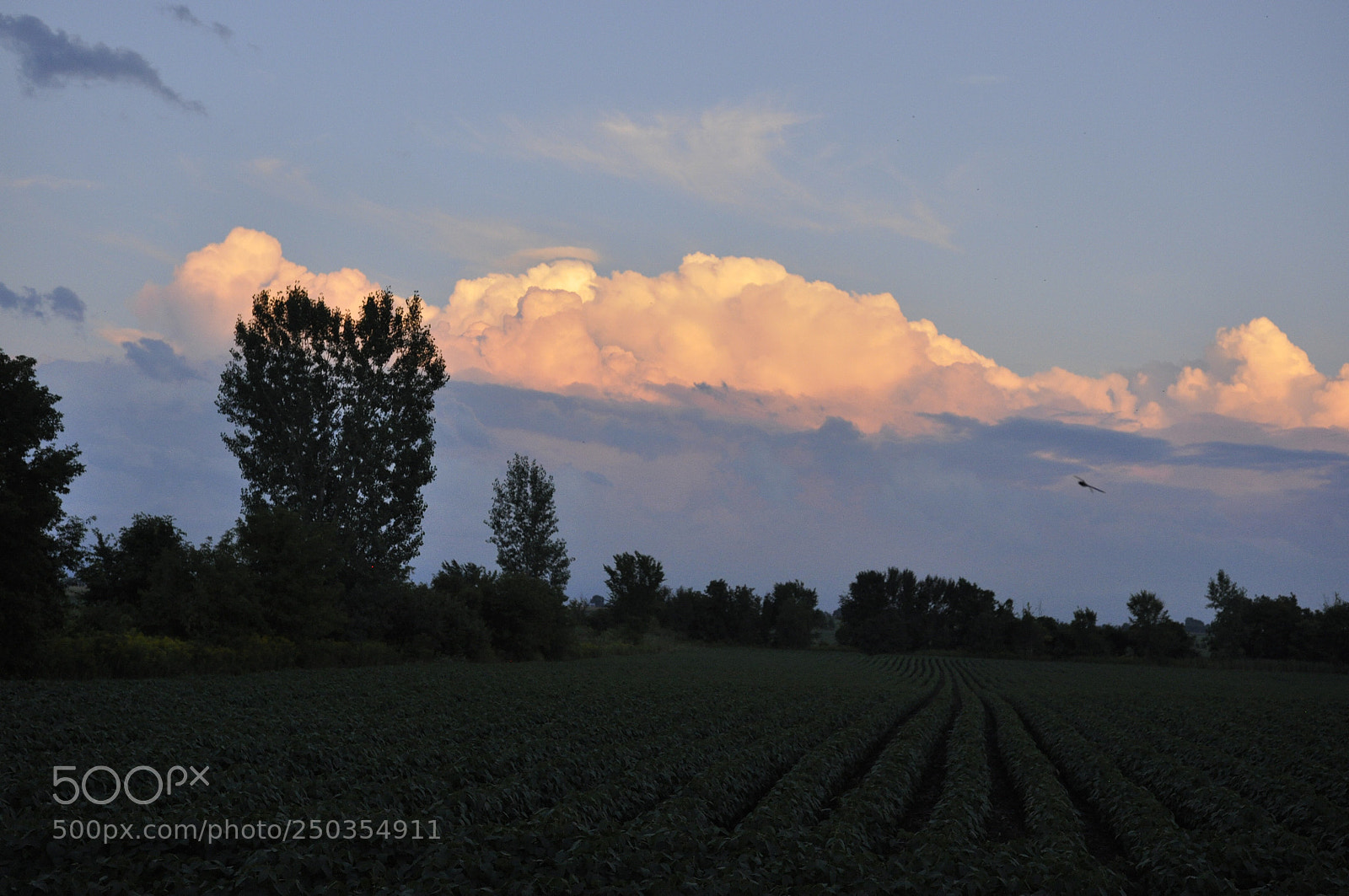 Nikon D90 sample photo. Untitled photography