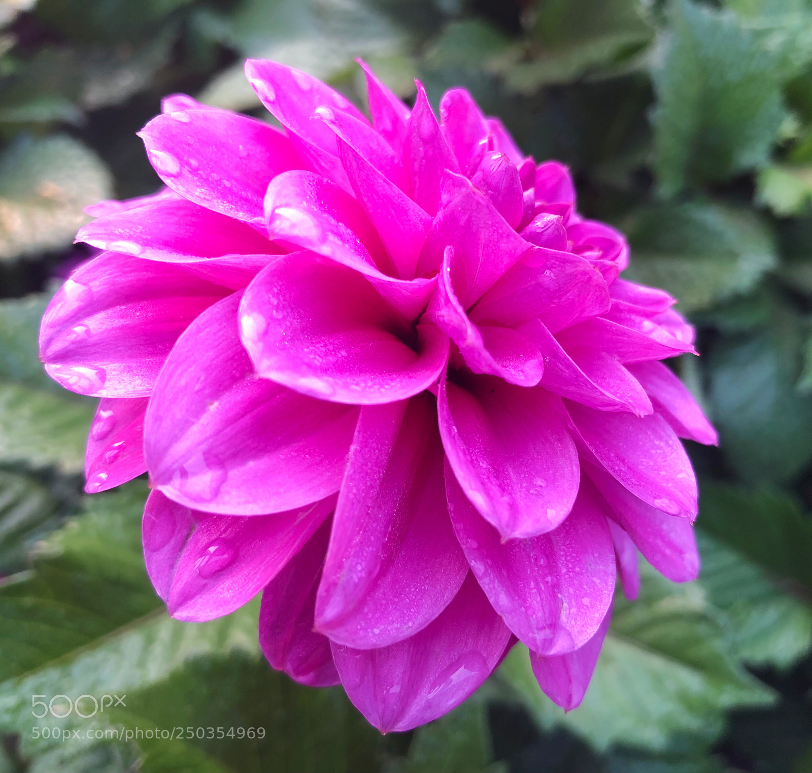 Apple iPhone X sample photo. Untitled photography