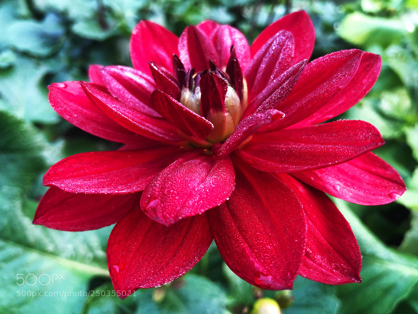Apple iPhone X sample photo. Untitled photography