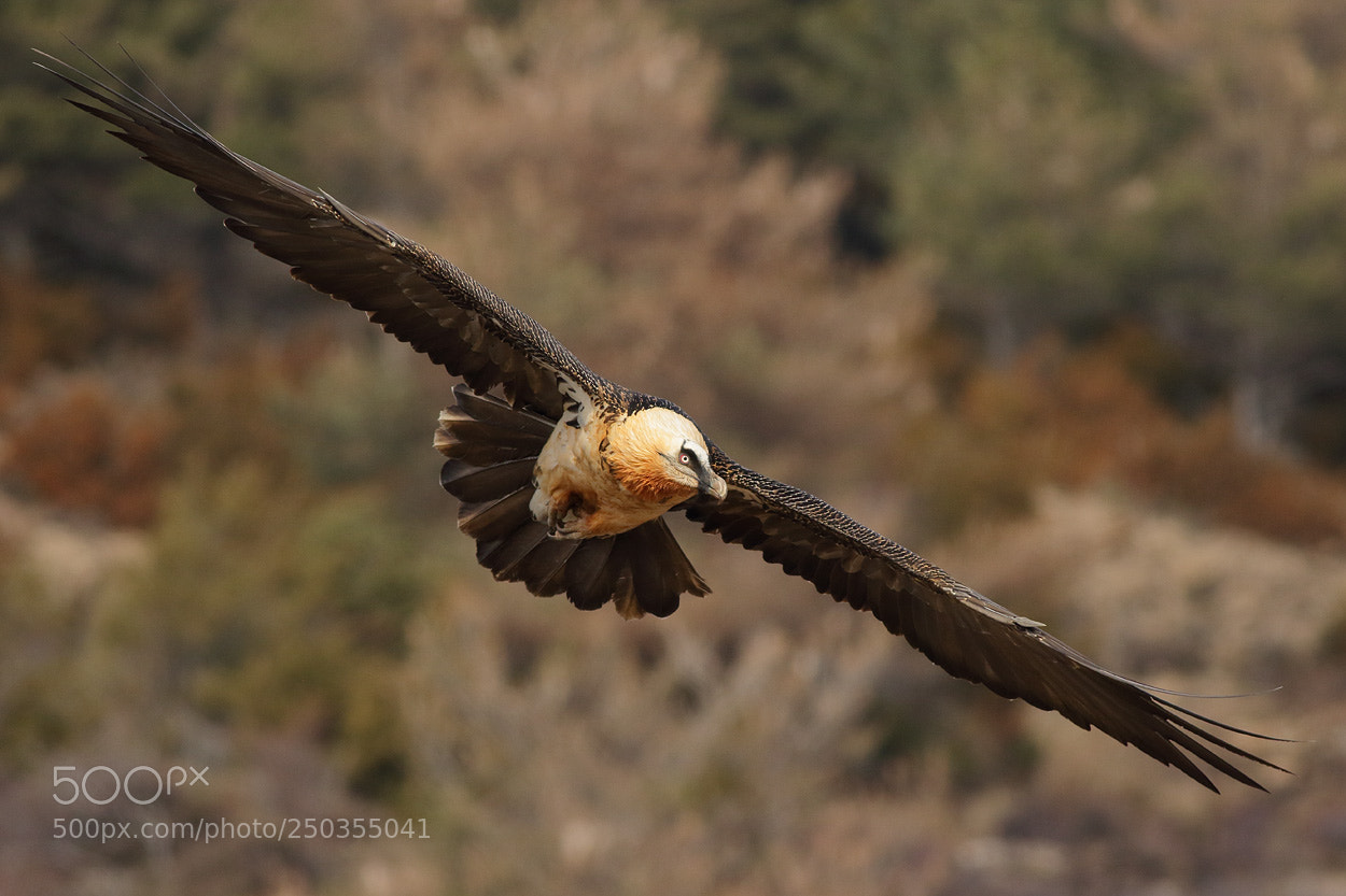 Canon EOS 7D Mark II sample photo. Patrol flight photography
