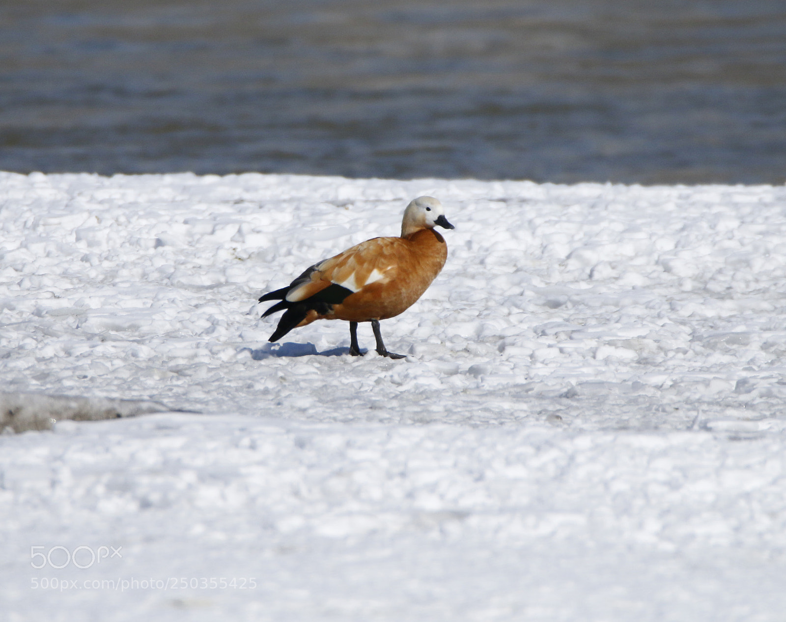 Canon EOS 70D sample photo. Solitaire photography