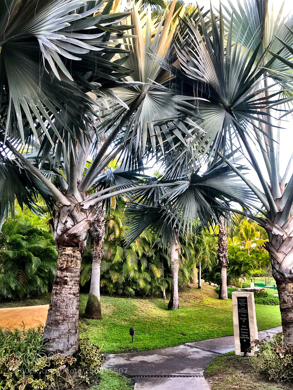 Apple iPhone 7 sample photo. Punta mita mexico photography