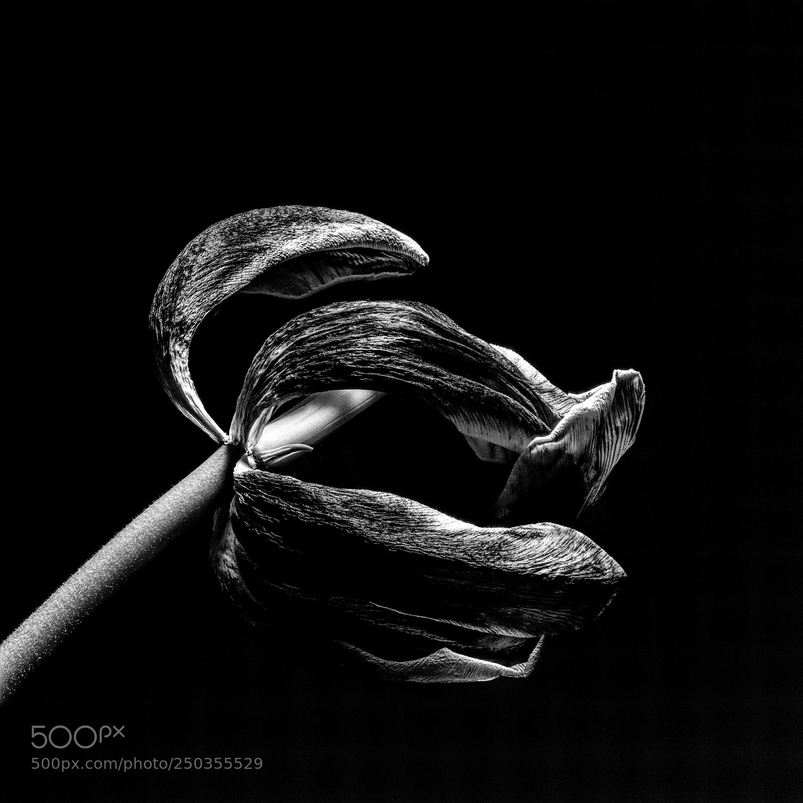 Nikon D5500 sample photo. Wilted tulip photography
