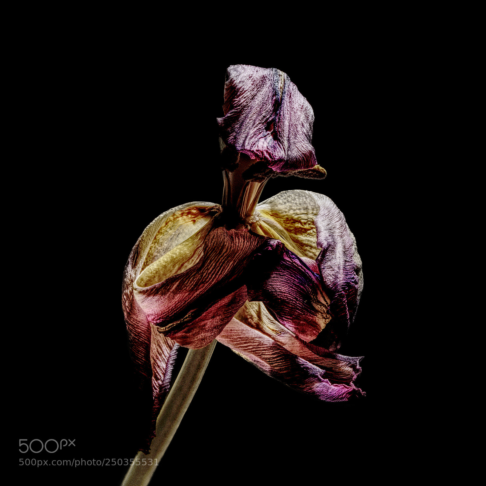 Nikon D5500 sample photo. Withered tulip photography