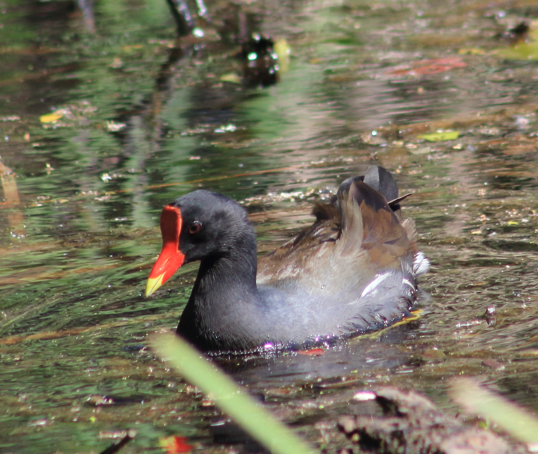 Canon EF 75-300mm f/4-5.6 sample photo. Common gallinule photography