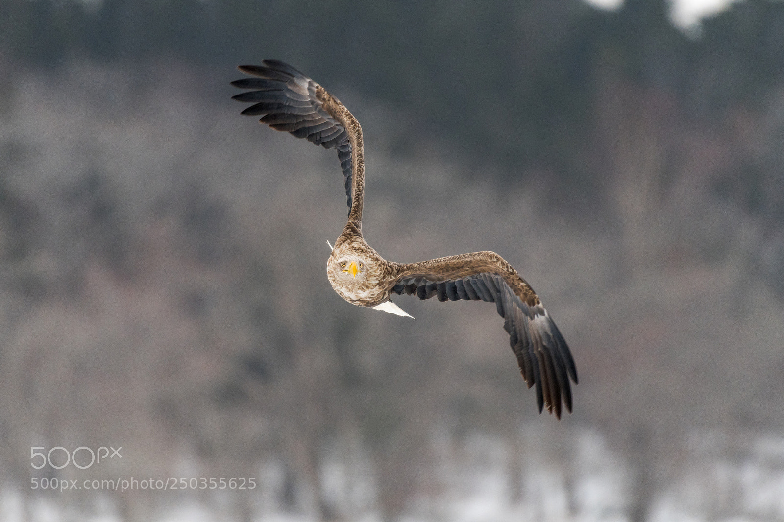 Nikon D500 sample photo. Flight photography