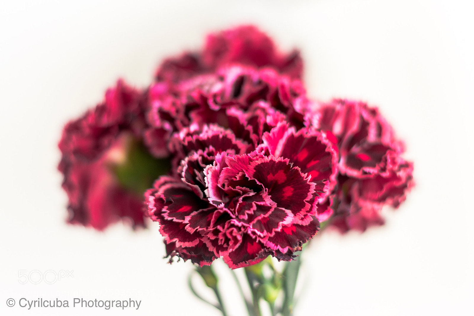 Nikon D5500 sample photo. Flower  photography
