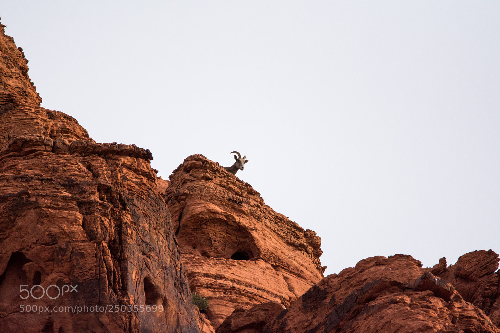 Nikon D7100 sample photo. Mountain sheep photography