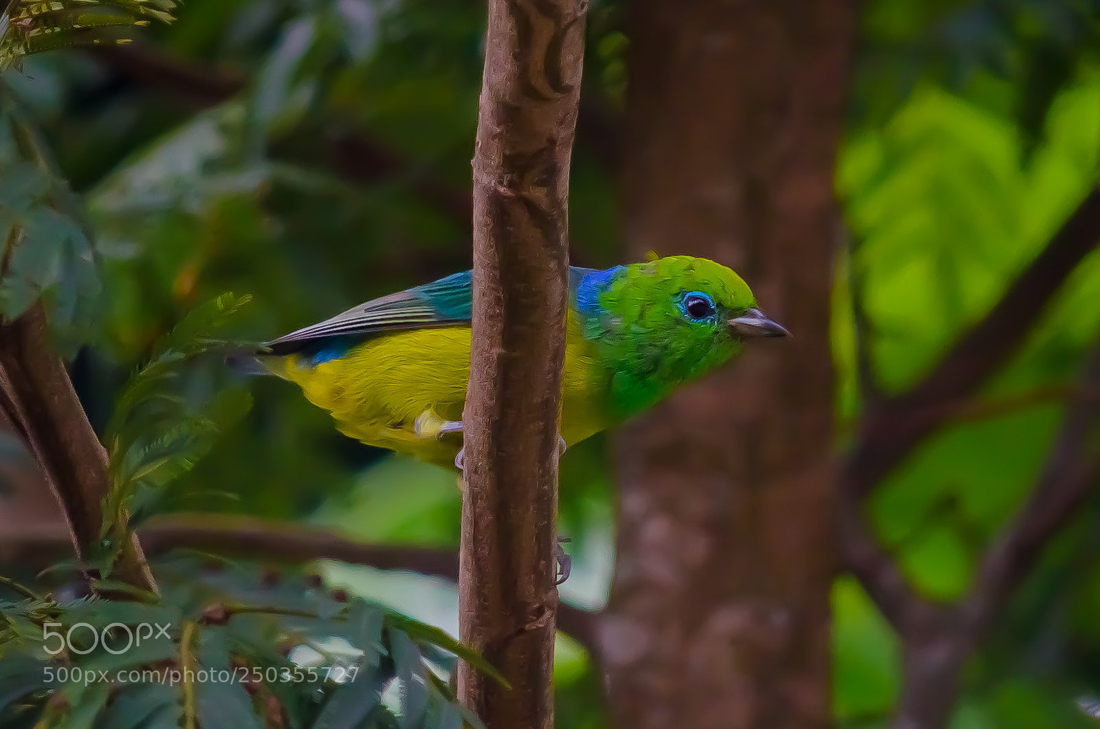 Nikon D7000 sample photo. Gaturamo-bandeira (chlorophonia cyanea) photography