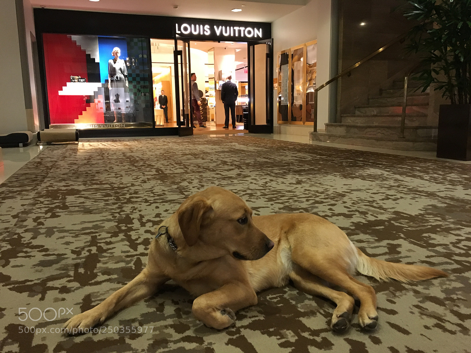 Apple iPhone 6s sample photo. Hotel pet photography