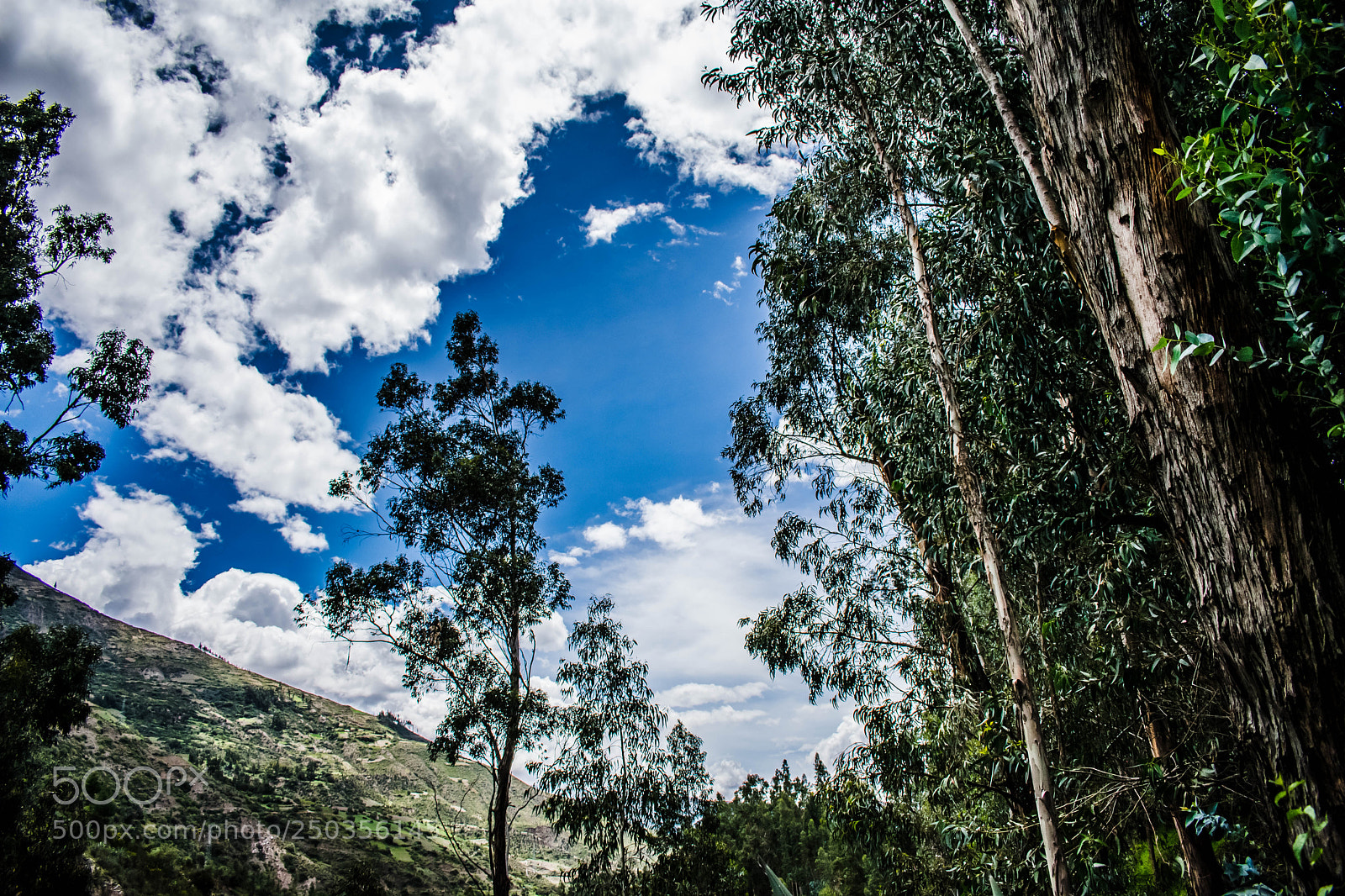 Nikon D3400 sample photo. Just trees photography