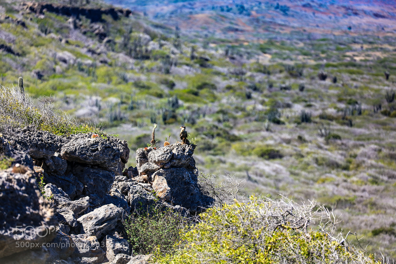 Canon EOS 5DS R sample photo. Curacao 15 photography