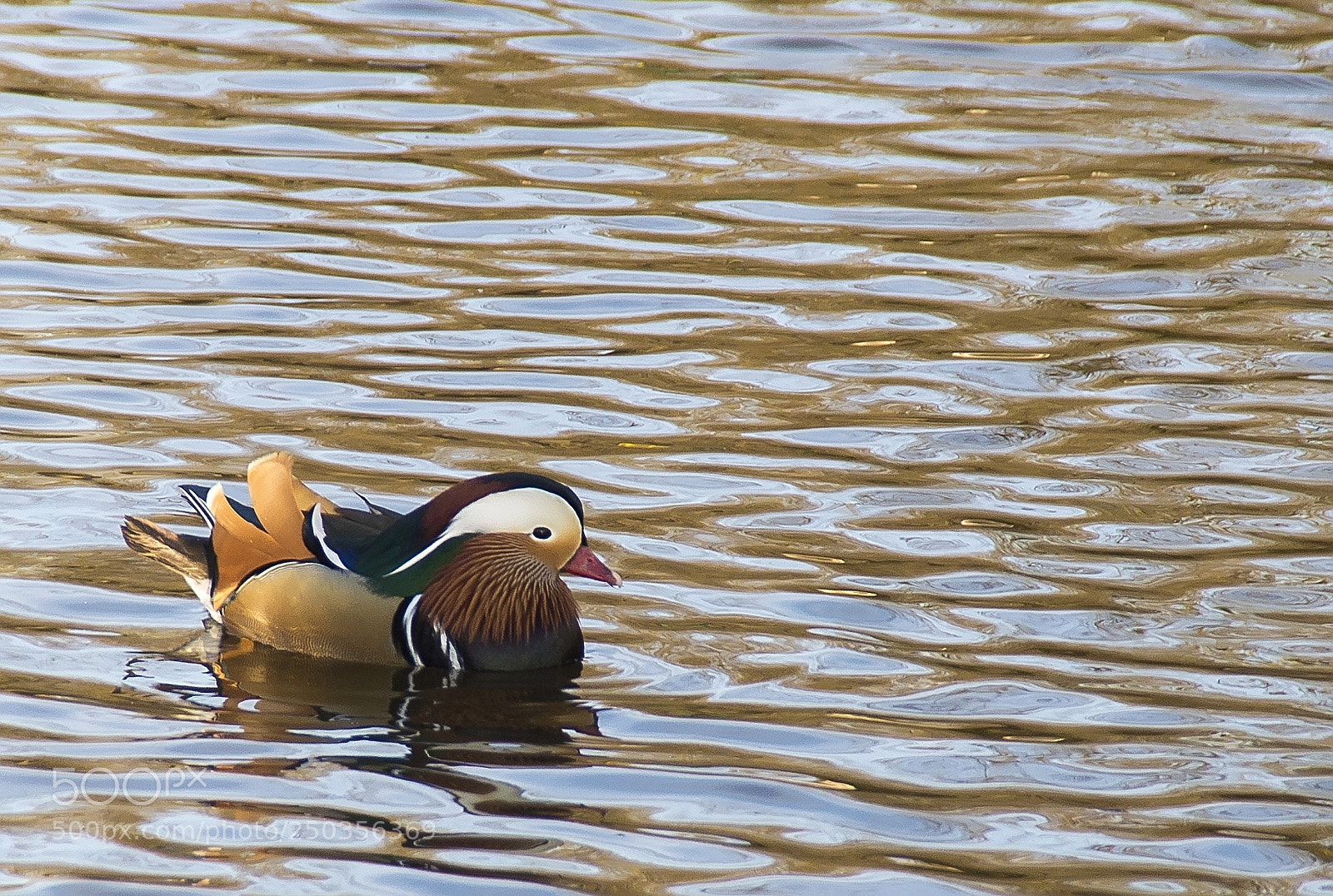 Nikon D3200 sample photo. Duck! photography