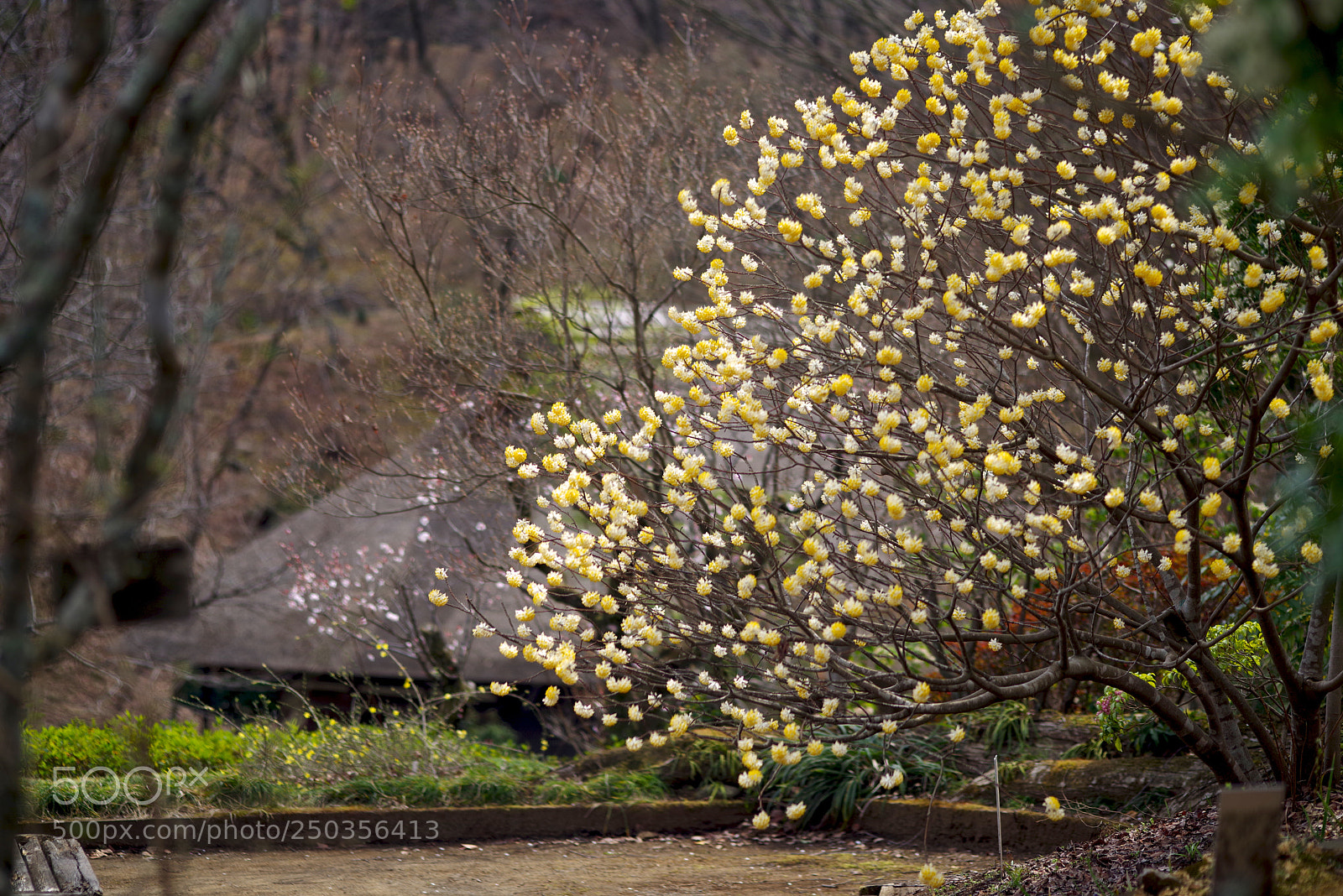 Pentax K-1 sample photo. Background photography
