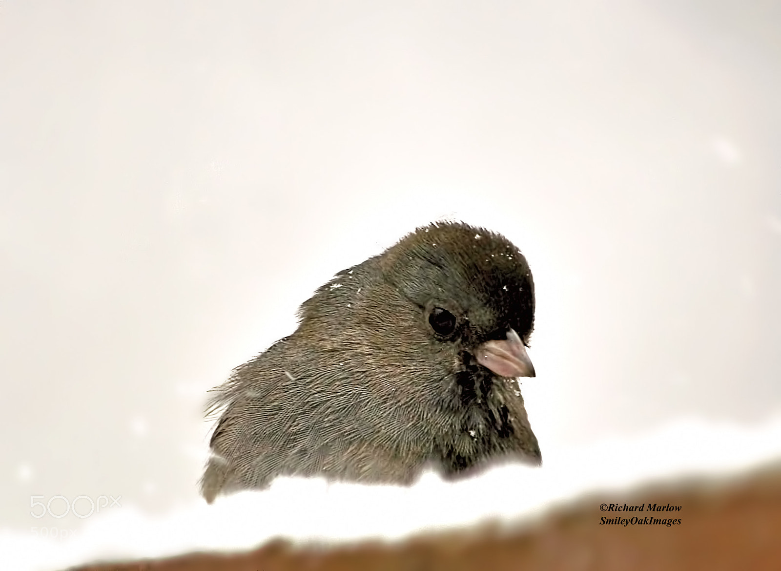 Nikon D5000 sample photo. Junco in the snow photography