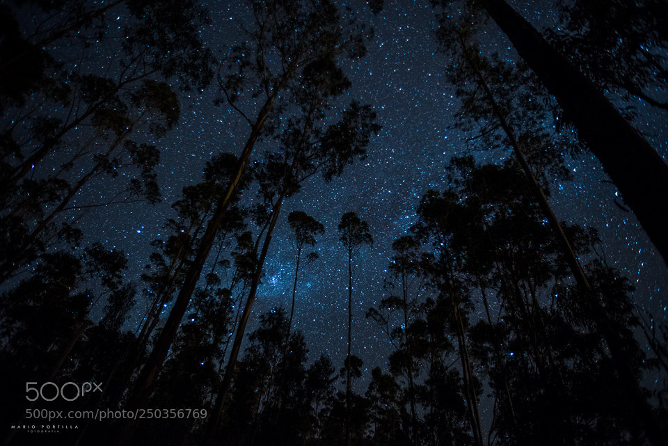 Nikon D810 sample photo. Siluetas y estrellas photography