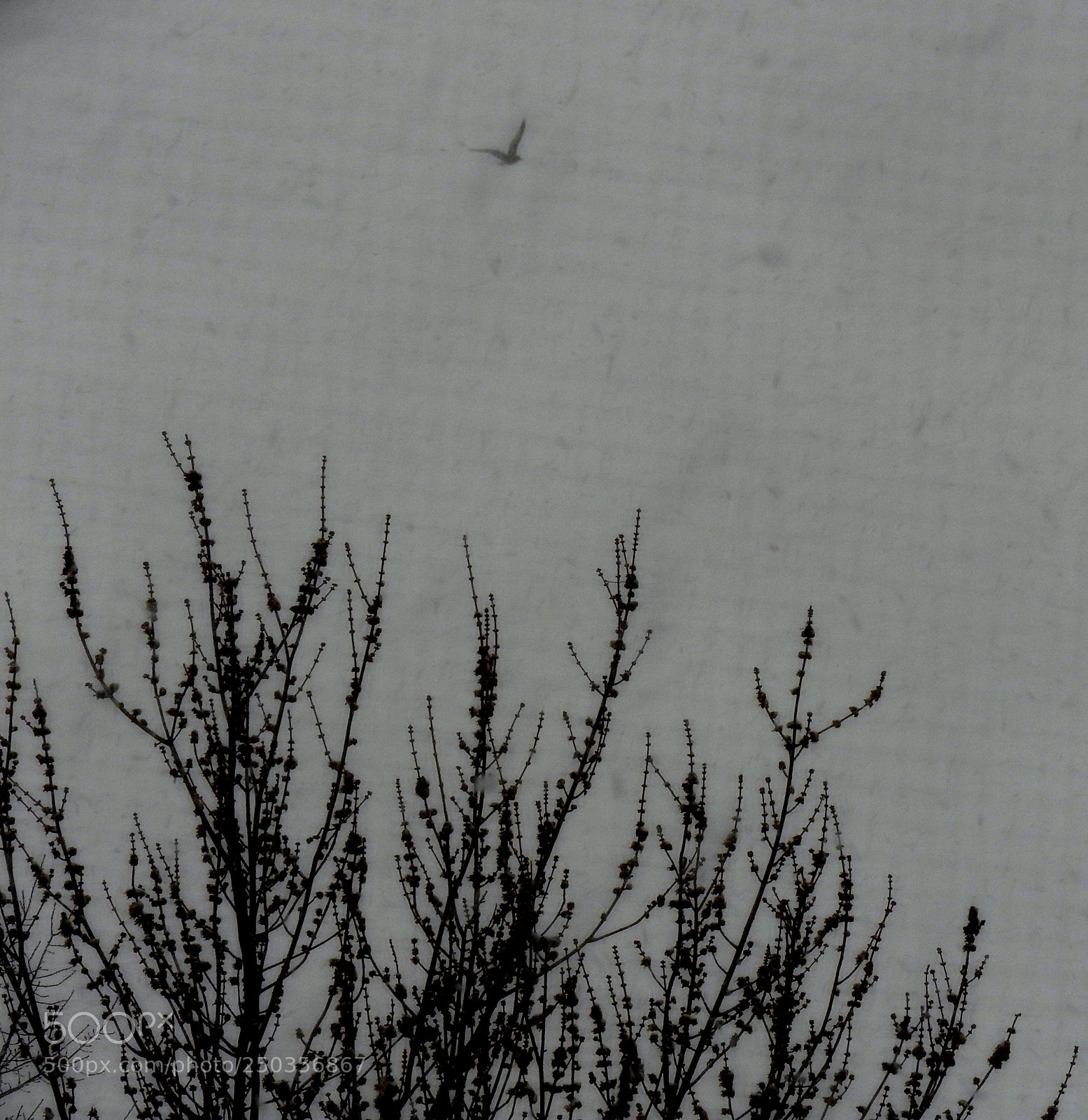Nikon Coolpix P610 sample photo. Silhoutte photography
