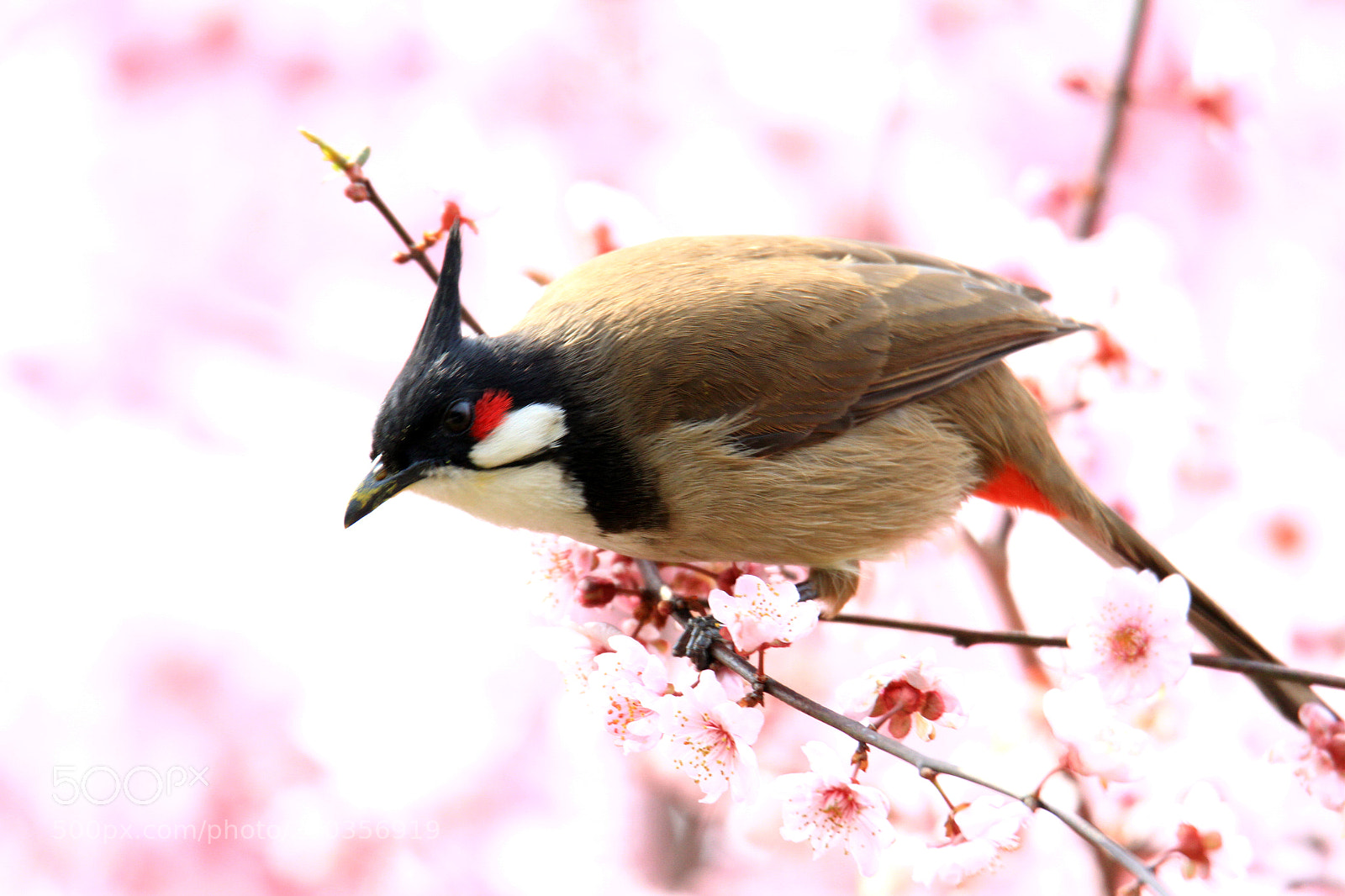 Canon EOS 7D sample photo. 风花雪月pycnonotus aurigaster photography