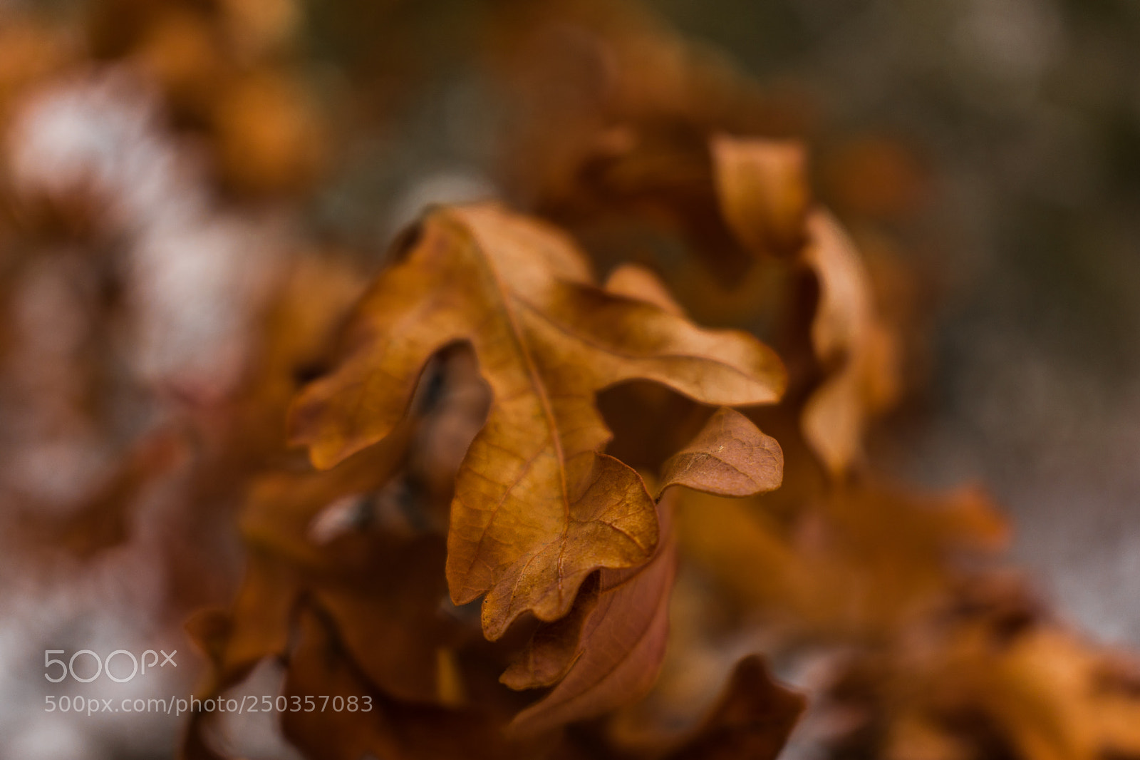 Nikon D3400 sample photo. Closeup shot of dead photography