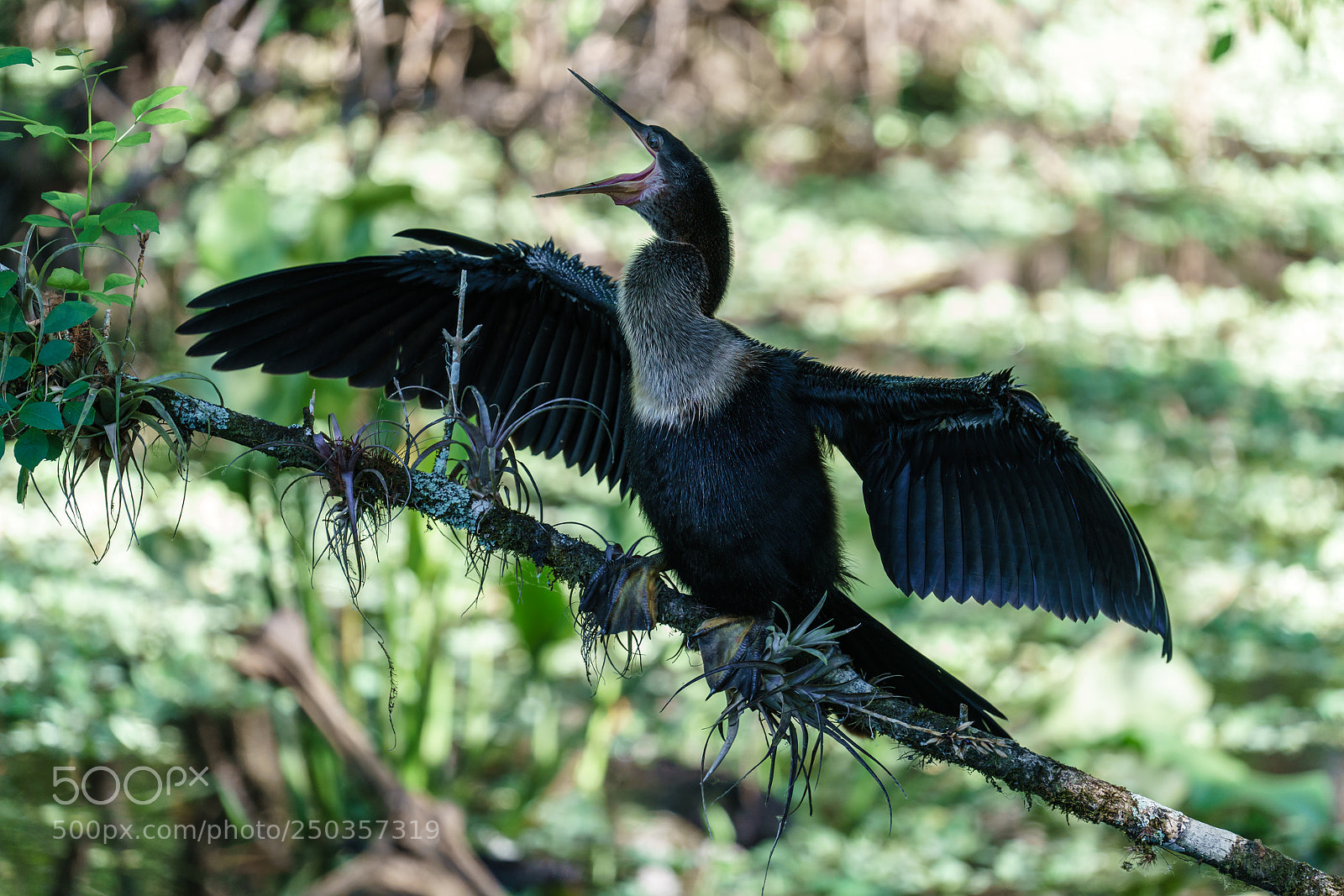 Sony a7R II sample photo. Anhinga photography
