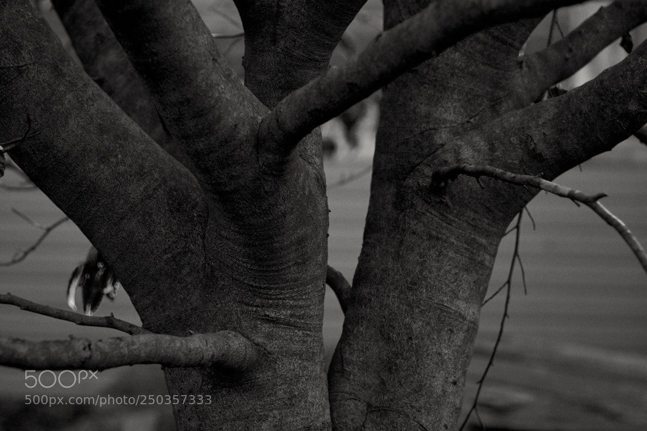 Fujifilm X-Pro2 sample photo. American beech photography