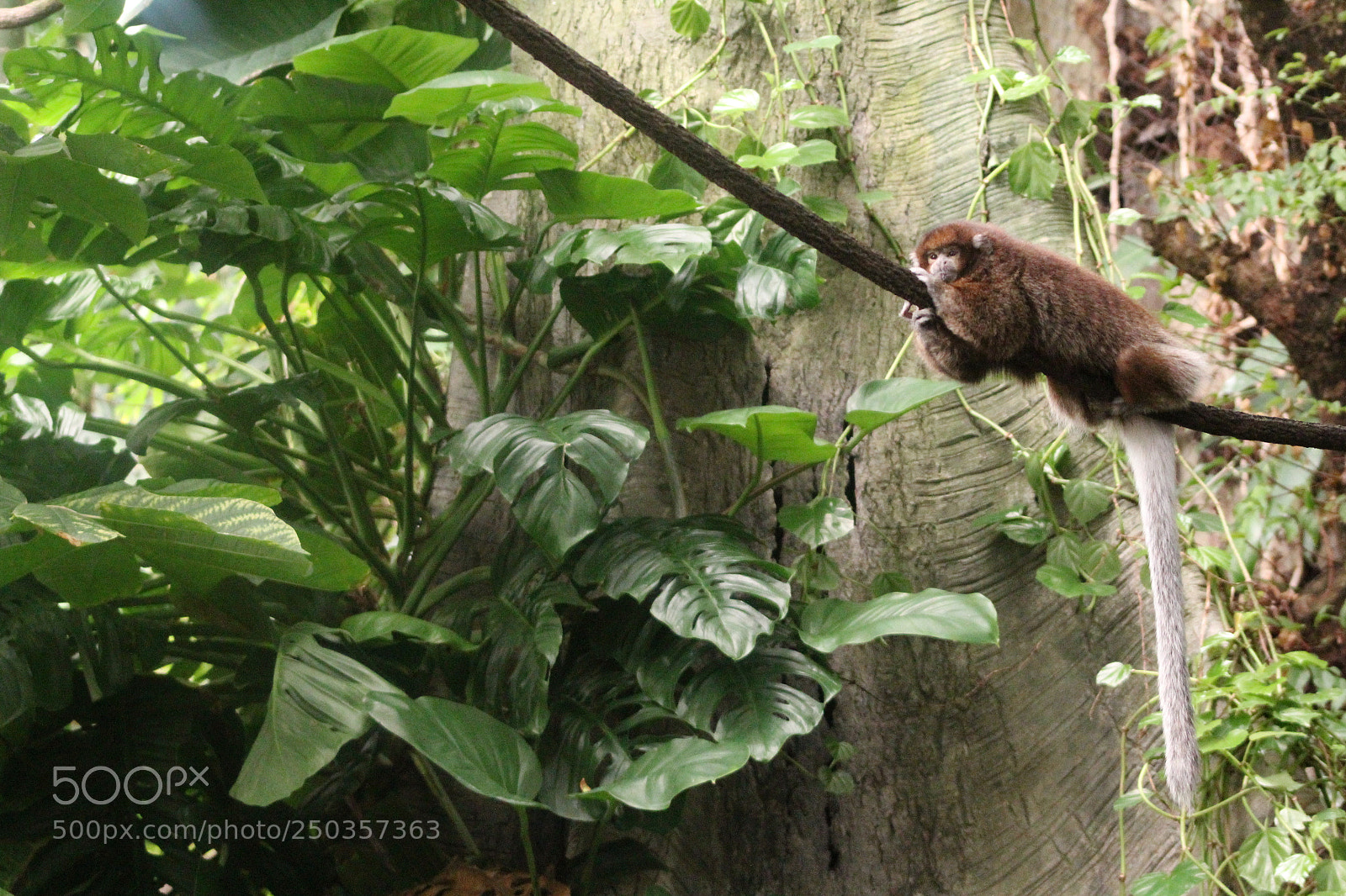 Canon EF 75-300mm f/4-5.6 sample photo. Little monkey...... photography