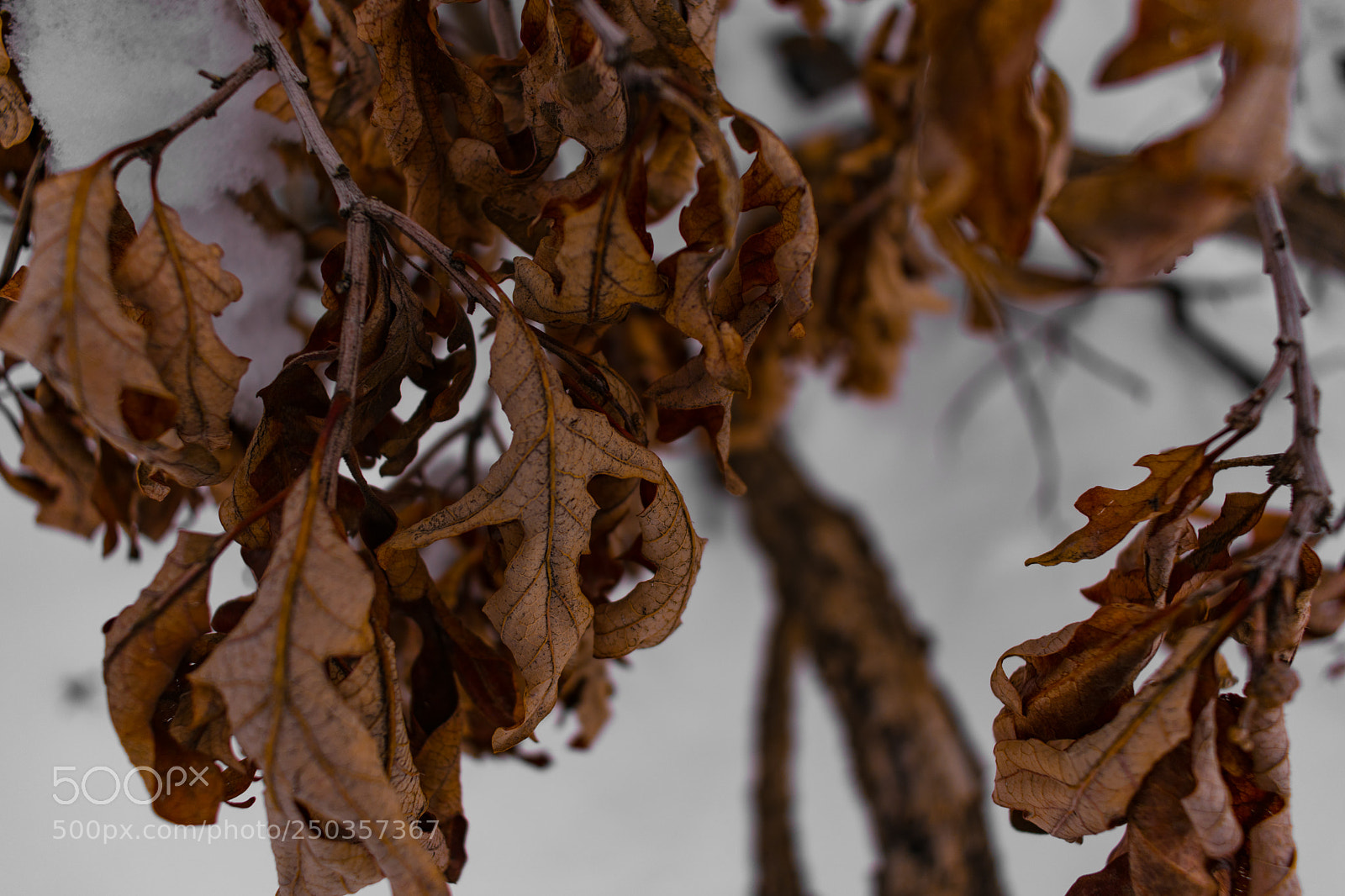 Nikon D3400 sample photo. Dead leaves hanging from photography