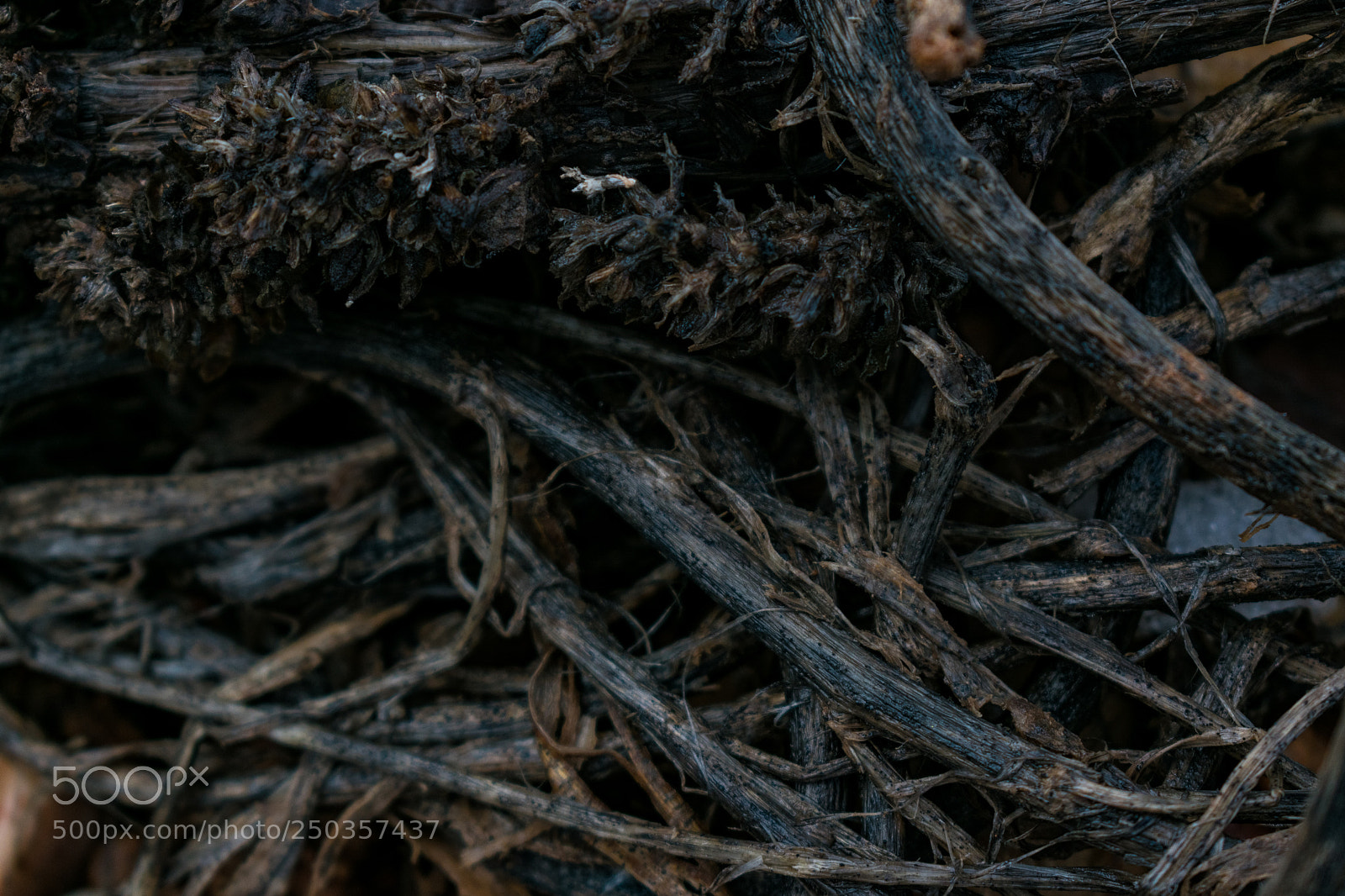 Nikon D3400 sample photo. Dead branches and roots photography